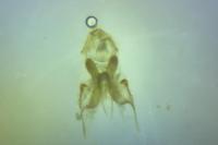 Paraswammerdamia albicapitella