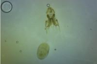 Paraswammerdamia albicapitella