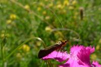 Nemophora metallica