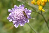Nemophora metallica