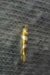 Argyresthia goedartella