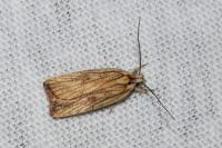 Agonopterix nervosa