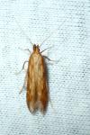Metzneria neuropterella