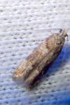 Teleiopsis diffinis