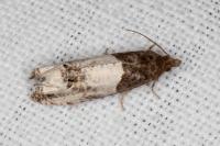 Notocelia roborana