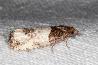 Notocelia roborana