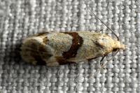 Aethes cnicana/rubigana