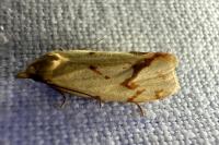 Agapeta hamana