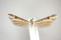 Stenoptilia coprodactyla