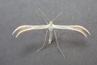 Merrifieldia leucodactyla