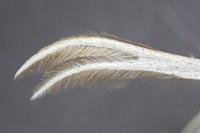 Merrifieldia leucodactyla