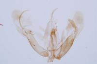 Merrifieldia leucodactyla