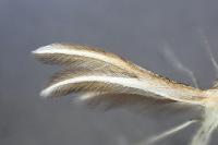 Merrifieldia leucodactyla