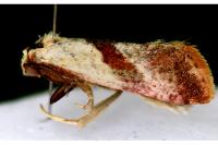 Falseuncaria degreyana