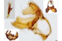 Falseuncaria degreyana