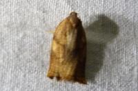 Archips podana