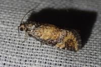 Ptycholomoides aeriferanus