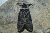 Acossus terebra