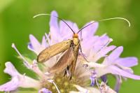 Nemophora metallica