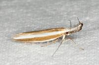 Pleurota aristella
