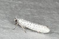 Yponomeuta evonymella