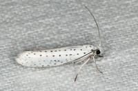 Yponomeuta evonymella