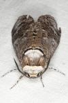 Cossus cossus