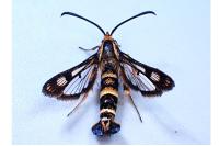 Chamaesphecia empiformis