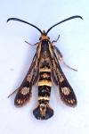 Chamaesphecia empiformis