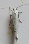 Yponomeuta
