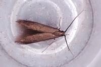 Coleophora violacea