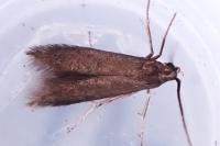 Coleophora violacea