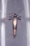 Euspilapteryx auroguttella