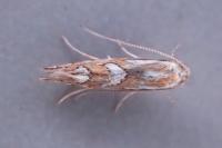 Phyllonorycter oxyacanthae