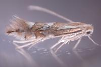 Phyllonorycter oxyacanthae