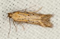 Metzneria