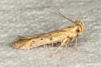 Metzneria