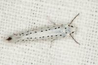 Yponomeuta evonymella