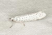 Yponomeuta evonymella