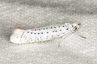 Yponomeuta evonymella
