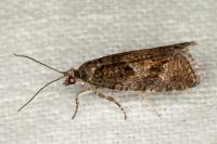 Zeiraphera griseana