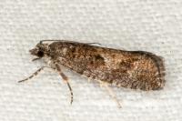 Zeiraphera griseana