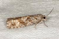Zeiraphera griseana