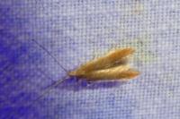 Coleophora flavipennella