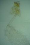 Parornix anglicella