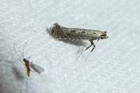 Parornix anglicella