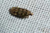 Bryotropha domestica