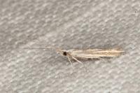 Coleophora