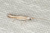 Coleophora