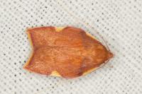 Carcina quercana